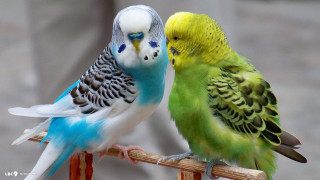 Colorful birds sitting wooden perch - two colorful bird free wallpaper