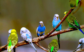 Parakeets tree branch group blurry - a microscopic photo free wallpaper for desktop