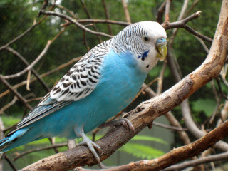 Blue white bird perched branch - alan pollack free wallpaper