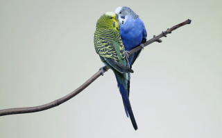 Two birds branch sky blue - a sky background behind them free wallpaper