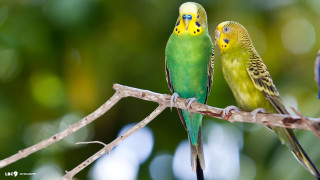 Green birds sitting branch tree - the background and a blurry background free wallpaper