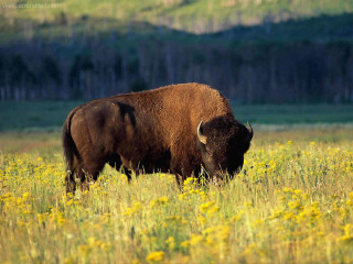 Bison field flowers grass mountain - a field of flowers and grass free wallpaper