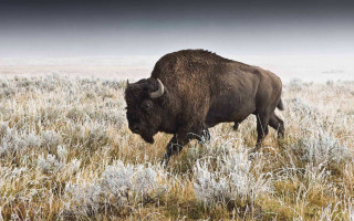 Bison walking field grass weeds - foggy free wallpaper