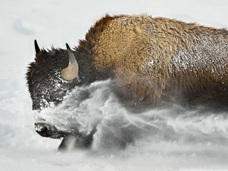 Bison running snow wild nature - wild free wallpaper