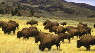 Bison grazing field mountains trees - the background and trees free wallpaper