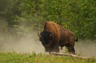 Bison running grass woods trees - naturalism free wallpaper