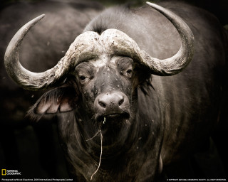 Bull large horns grass bird - a bull free wallpaper