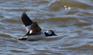 Bird flying water wings spread - domirinic fegallia free wallpaper