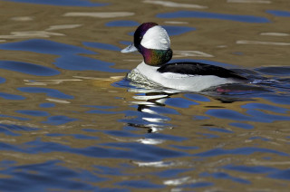 Duck floating forest sunny day - donald roller wilson free wallpaper
