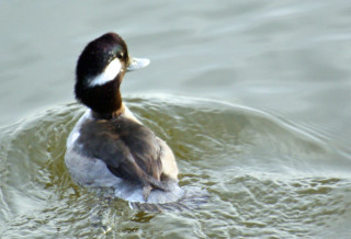 Duck swimming water lake shore - lake free wallpaper