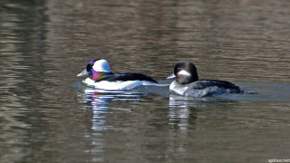 Two ducks swimming in lake - donald roller wilson free wallpaper