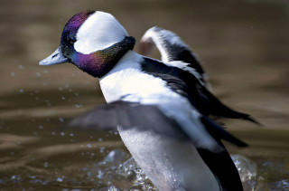Duck wings spread water head - its wing free wallpaper