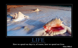 Shell beach quote about life - the beach free wallpaper