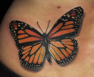 Butterfly tattoo woman stomach body - butterfly free wallpaper