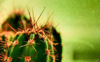 Cactus green pot fireworks starry - free new year wallpaper
