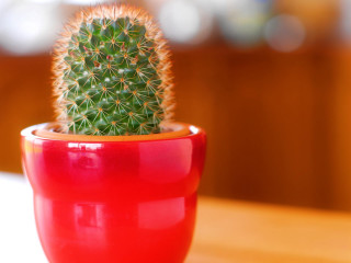 Small cactus red pot table - a wooden table free wallpaper