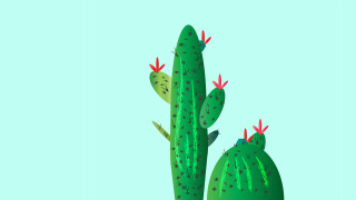 Cactus red flowers green cactus - its head free wallpaper