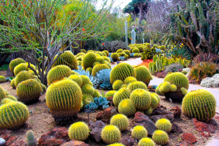 Garden cacti succulents maximalism desert - a garden free wallpaper for desktop