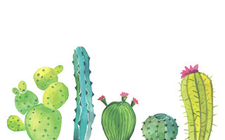 Cactus pink flower green cactus - a watercolor painting free wallpaper