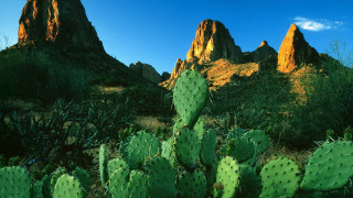 Cactus mountain blue sky clouds - a few cloud free wallpaper