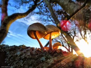 Mushrooms tree branch sunlight blue - a group of mushrooms free wallpaper