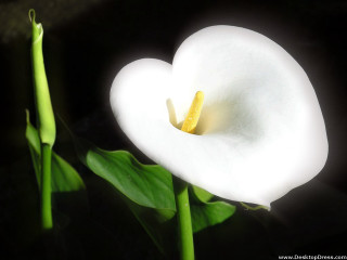 White flower yellow stamen green 2 - a yellow staman free wallpaper