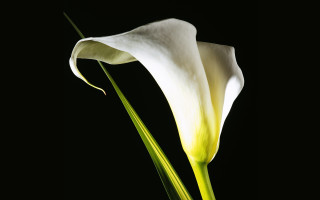 White flower black background dark - the dark room free wallpaper