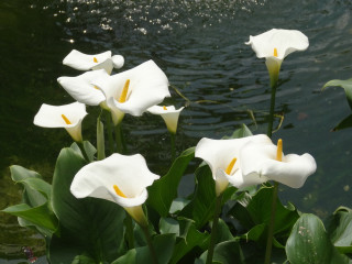 White flowers water green leaves - a sun free wallpaper