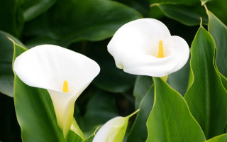 White flowers green leaves yellow 3 - anne rigney free wallpaper
