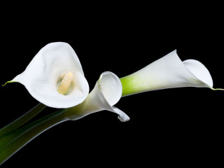 White flower black background closeup 2 - the image free wallpaper