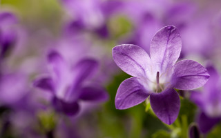 Purple flower closeup blurry background 5 - a purple flower free wallpaper
