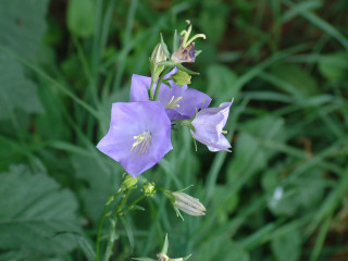 Purple flower green leaves blurry 2 - a purple flower free wallpaper