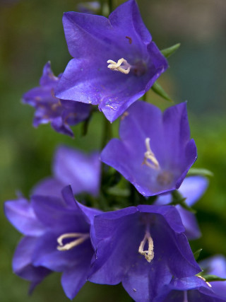 Purple flowers white stamens green - a blurry background free wallpaper