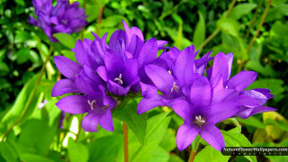 Purple flower green leaves blurry 3 - a purple flower free wallpaper