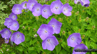 Purple flowers garden green leaves 2 - green leaf and grass free wallpaper