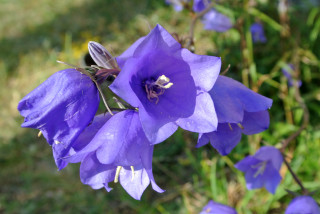 Purple flower bee closeup blurry - a bee free wallpaper