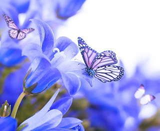 Butterflies blue flower white petals - white petal free wallpaper