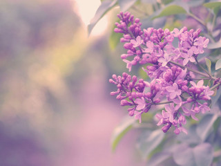 Purple flowers growing tree branch - evaline ness free wallpaper