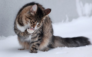 Cat playing toy snow sunny - winter free wallpaper for desktop