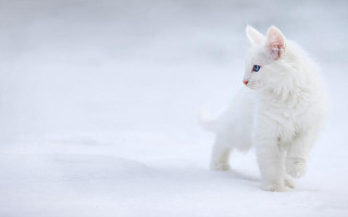 White cat snow blue eyes - a white cat free wallpaper