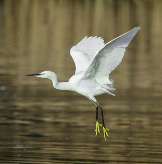 White bird flying water long - the water free wallpaper