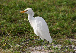 White bird long beak grass - upper body free wallpaper