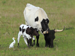 Cow calf field bird grass - nearby free wallpaper