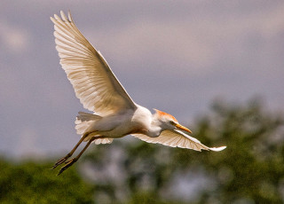 White bird orange black wings - a picture free wallpaper