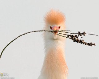 Bird long beak branch berries - berry free wallpaper