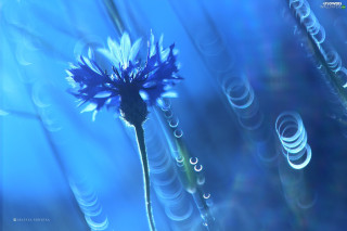 Blue flower water droplets petals - the petal free wallpaper