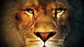 Lion face dark background blurry - movie poster free wallpaper