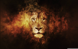 Lion dark background yellow light - a yellow light free wallpaper