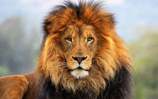 Lion mane black face brown 2 - a long mane free wallpaper