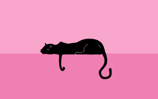 Black cat pink surface pink - a pink surface free wallpaper